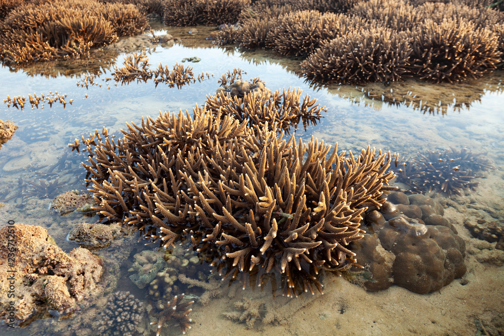Beautiful coral reef during low tide water in the sea at Phuket island Beautiful coral reef during low tide water in the sea at Phuket island
