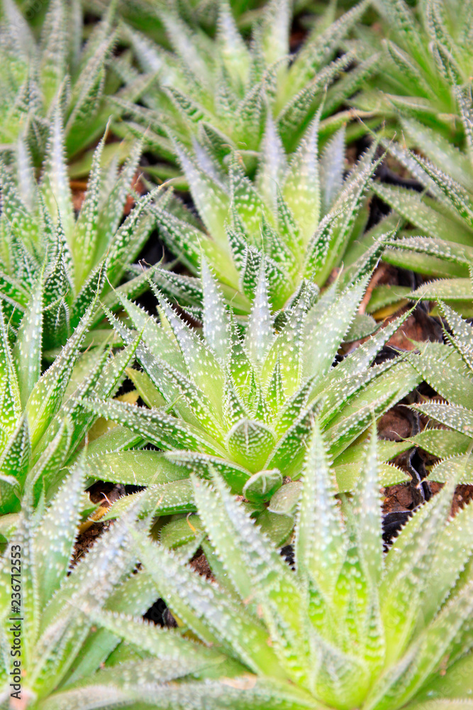 Fototapeta premium Aloe vera