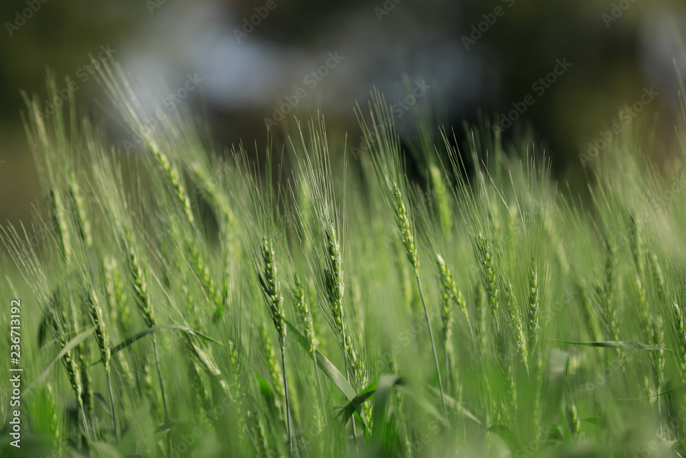 Green wheat farm india Green wheat farm india