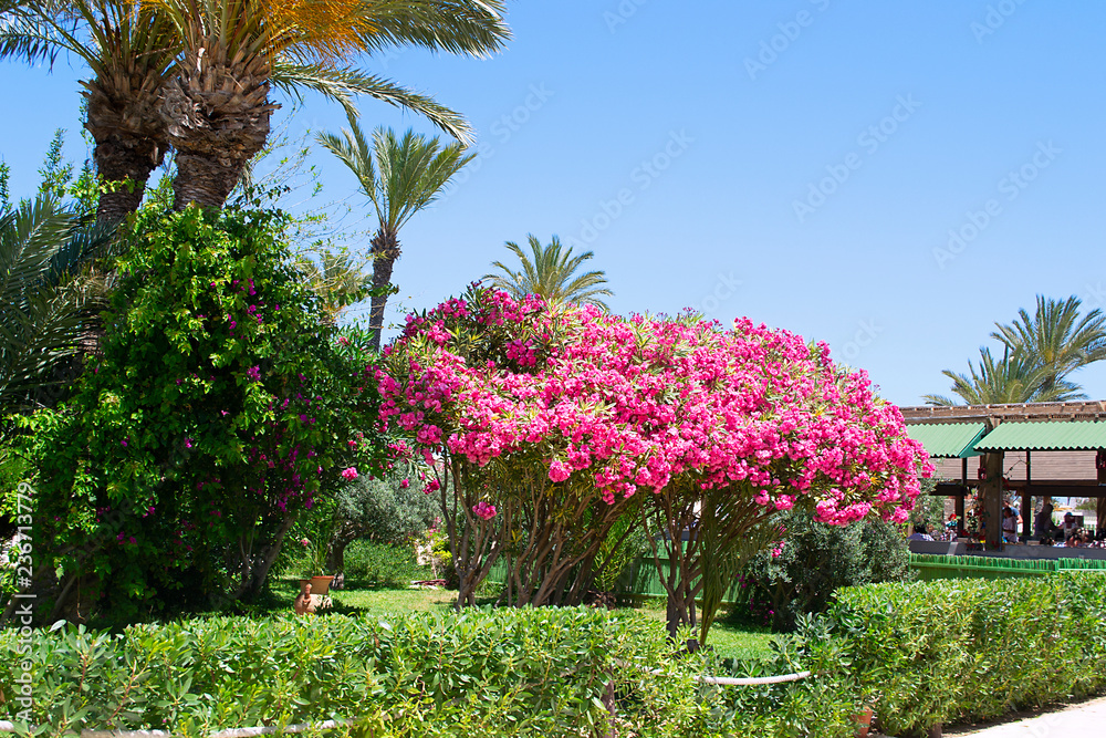 Flowering bushes with pink flowers