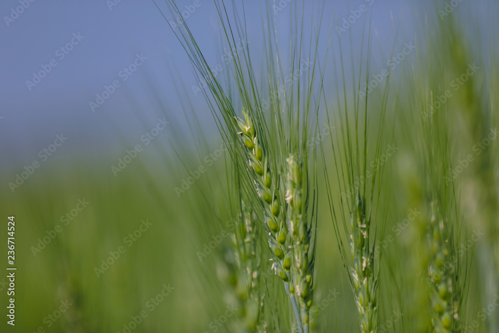 Obraz premium Green wheat farm india