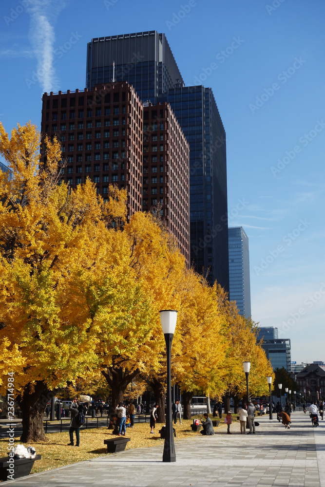 Fototapeta premium 紅葉と都心のビル