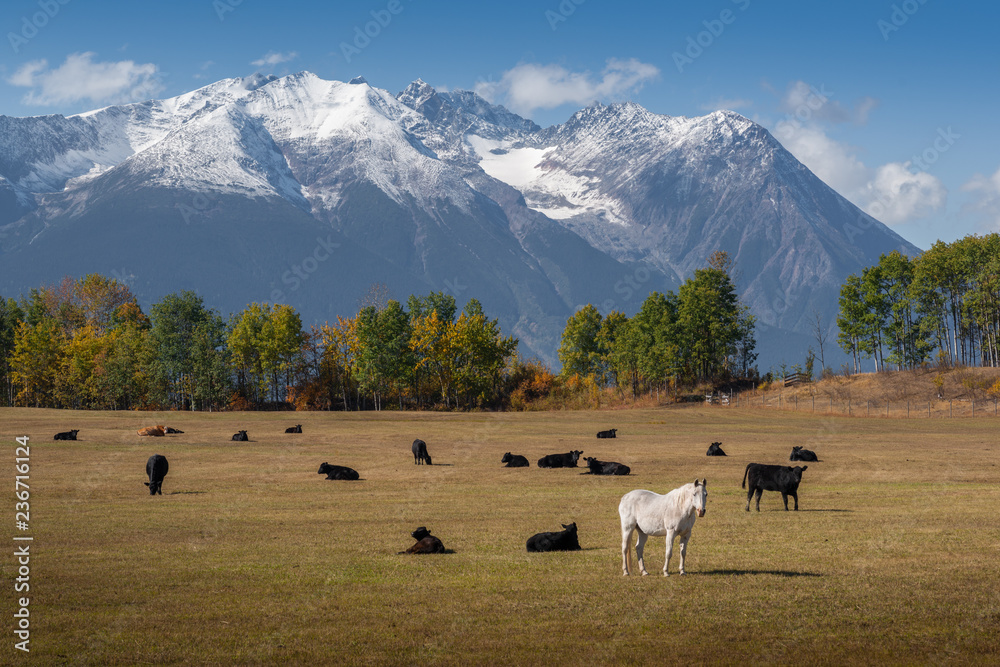 White Horse and Black Cows - Autumn Mood