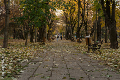 Alley on a park covered with leaves. Autumn scene.