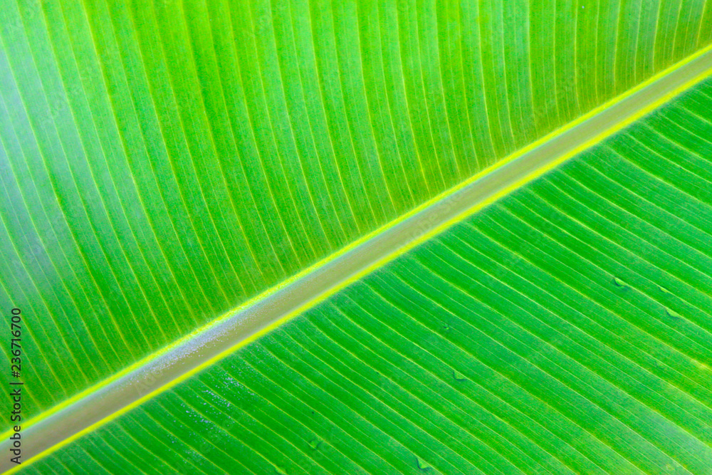 Green banana leaves