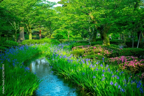 兼六園の緑