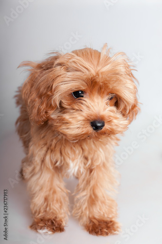 portrait of a shaggy puppy