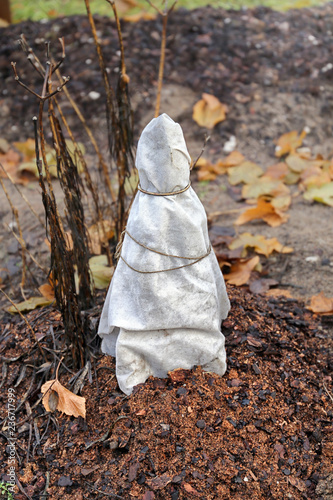 The young almond bush is mulched with pereprevshmi sawdust and covered with agrofiber for the winter. Autumn work in the garden