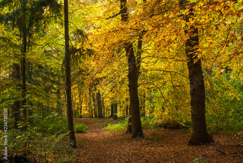 DeLIGHTfull autumn in the forest - Geel herfstlicht in het bos