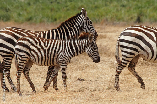 Zebra Foal Walking with Herd