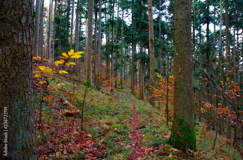 Vogesenwald im Sp  therbst
