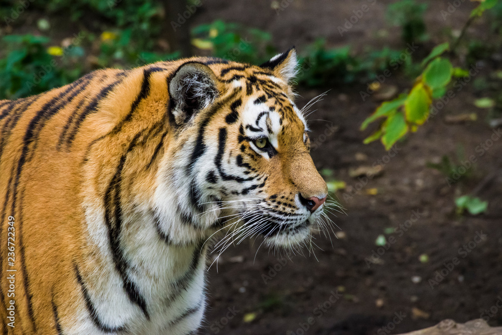 portrait of a tiger portrait of a tiger