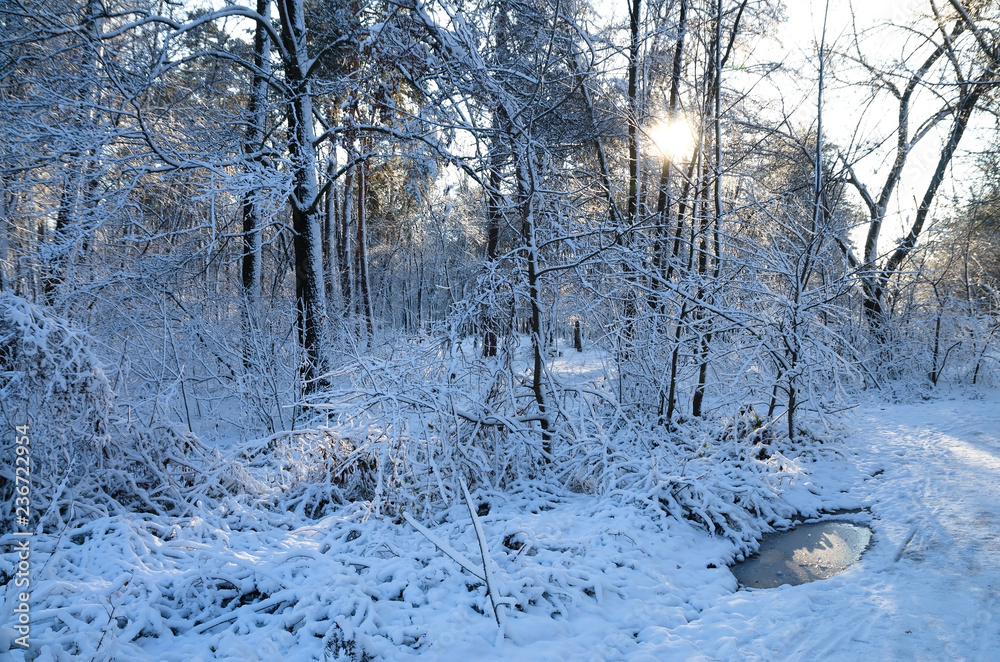 Winter snow forest. Snow lies on the branches of trees. Frosty snowy weather. Beautiful winter forest landscape. Winter snow forest. Snow lies on the branches of trees. Frosty snowy weather. Beautiful winter forest landscape.