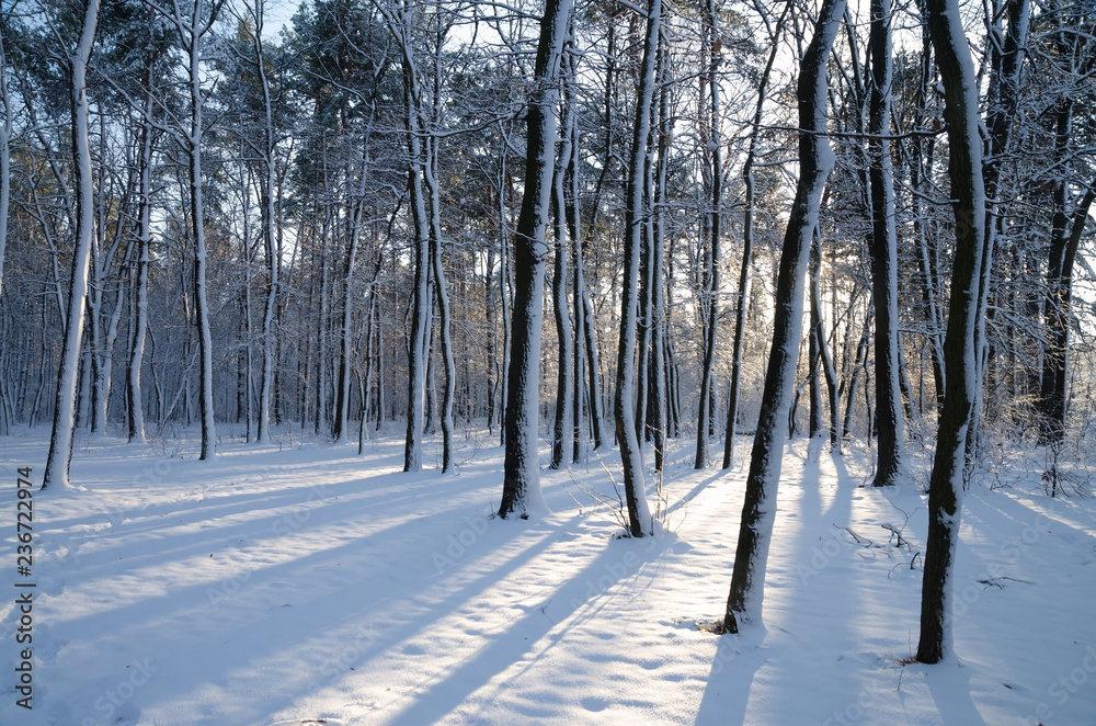 Winter snow forest. Snow lies on the branches of trees. Frosty snowy weather. Beautiful winter forest landscape. Winter snow forest. Snow lies on the branches of trees. Frosty snowy weather. Beautiful winter forest landscape.