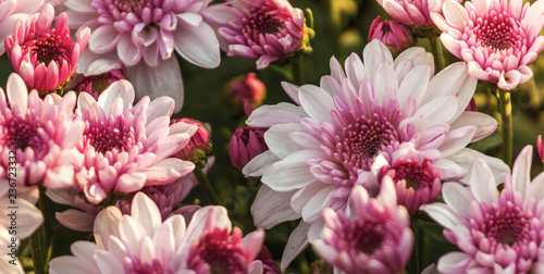 white   red Chrysanthemum