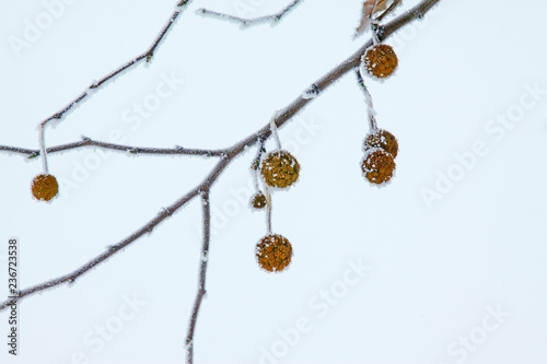 platane fruit in the frost and snow