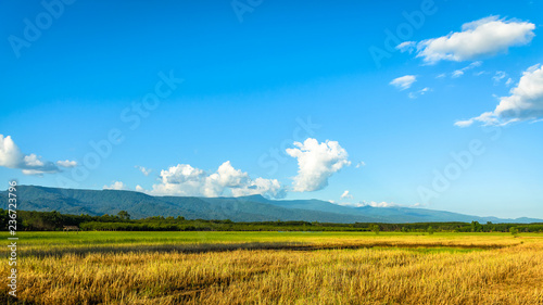 Scenic View Of  Rice field and Mountain background