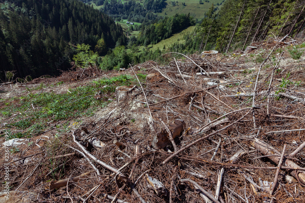 Fototapeta premium A damage of the environment hrough forestry exploitation
