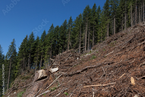 A damage of the environment hrough forestry exploitation photo