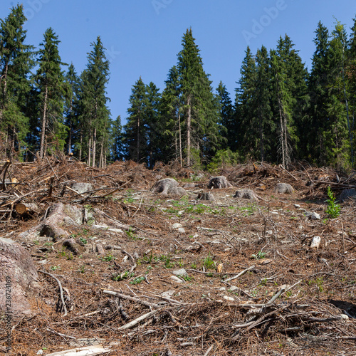 A damage of the environment hrough forestry exploitation photo