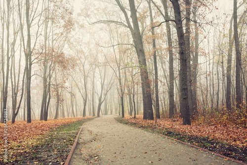 Path in city park on a cold and foggy November morning © e_polischuk