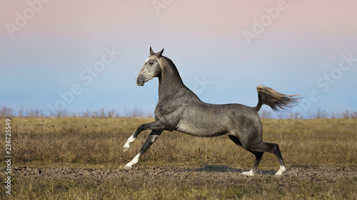 Beautiful grey horse running in summer field on blue sky background