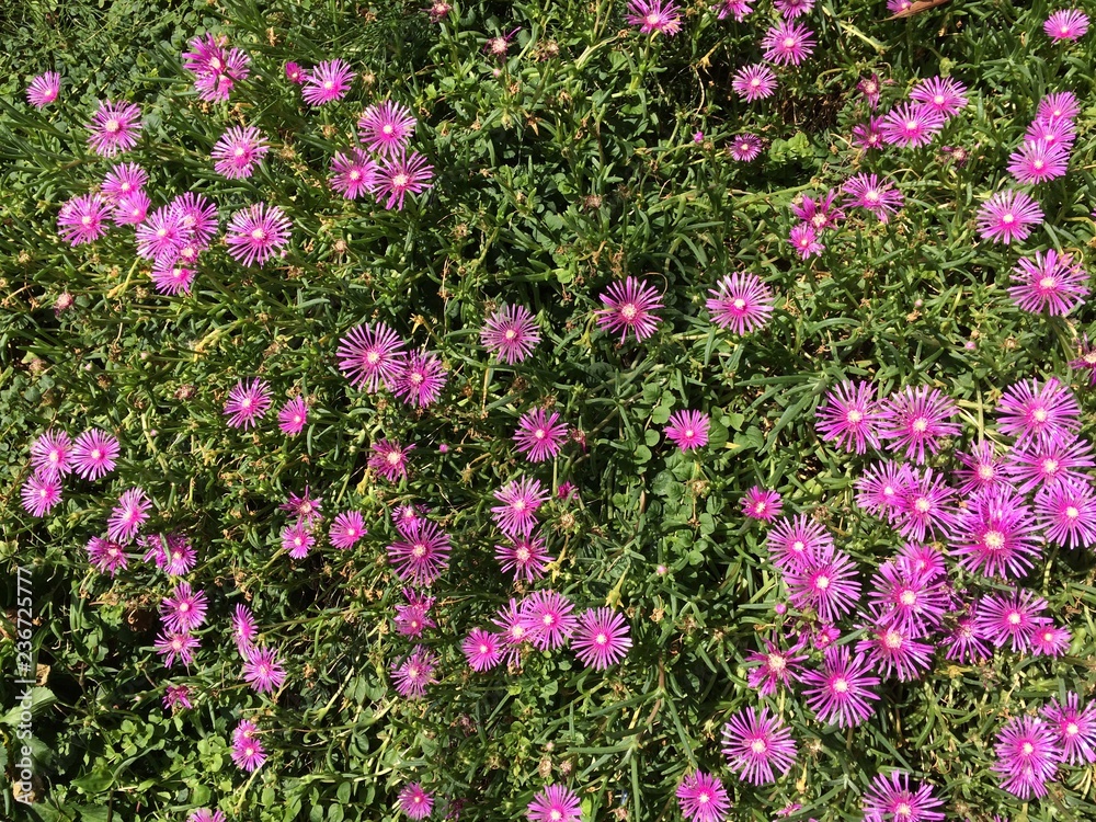 道端の小花 道端の小花