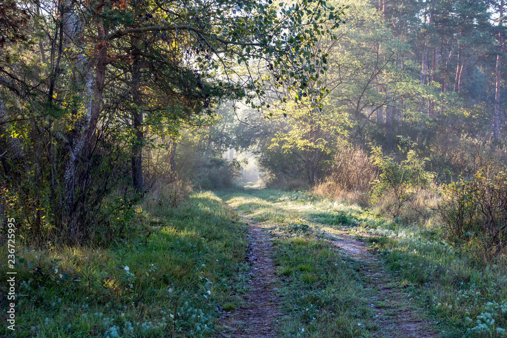 A road through the forest in the morning