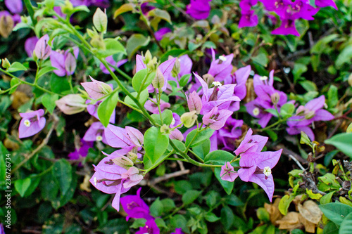 Tropical flowers purple bougainvillia