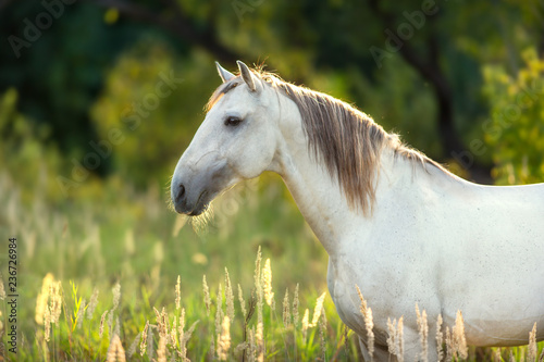 White horse portrait with green meadow and trees behind