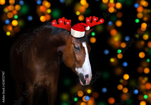 Fototapeta Naklejka Na Ścianę i Meble -  Portrait of chestnut horse in Christmas decorations and a Santa hat on a black background