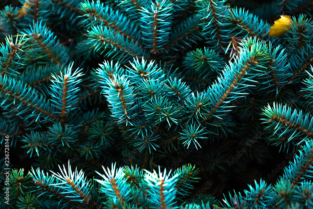 Christmas fir tree branches background with copy space, Christmas pine tree wallpaper. Christmas fir tree branches background with copy space, Christmas pine tree wallpaper.