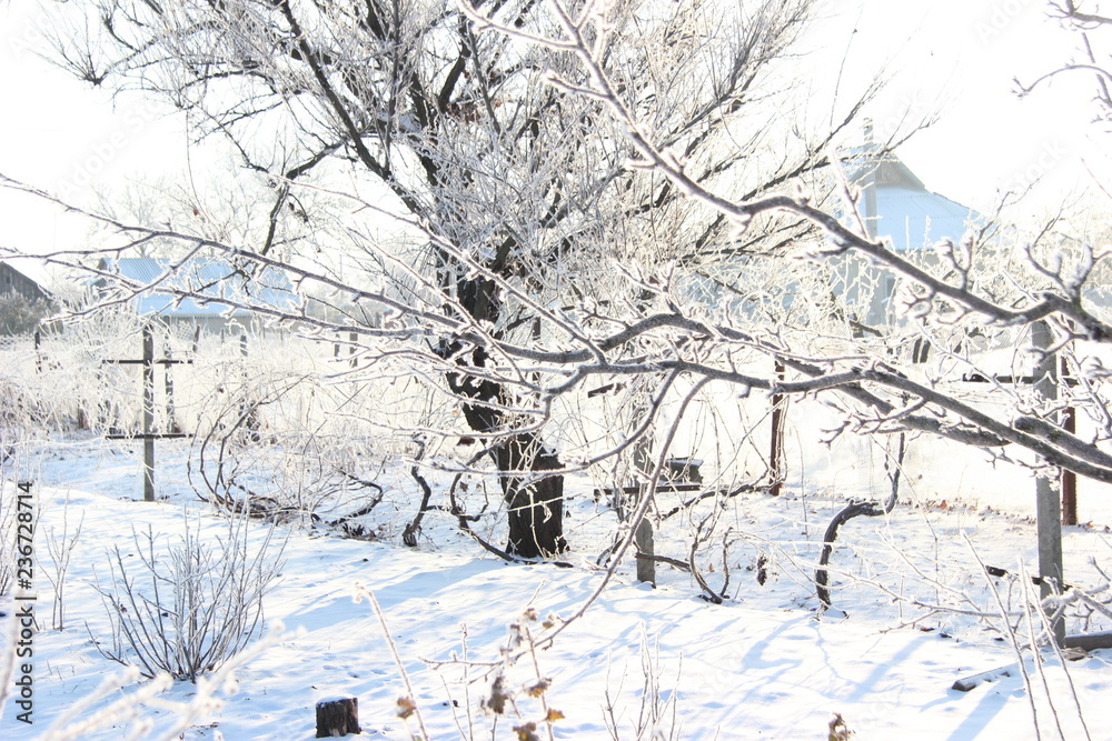 snow covered trees in park snow covered trees in park