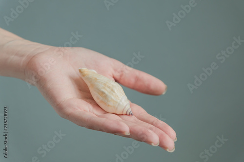 beautyful seashell in woman hand. close up