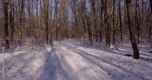 Walk the winter forest on a bright sunny day. Bright blue sky and snow-covered trees and shrubs. The copier runs a path for  his own shadow.