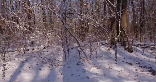 Walk the winter forest on a bright sunny day. Bright blue sky and snow-covered trees and shrubs. The copier runs a path parallel his own shadow.