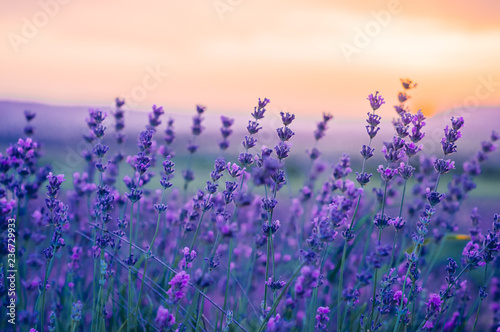 Lavender Field in the summer, natural colors, selective focus.