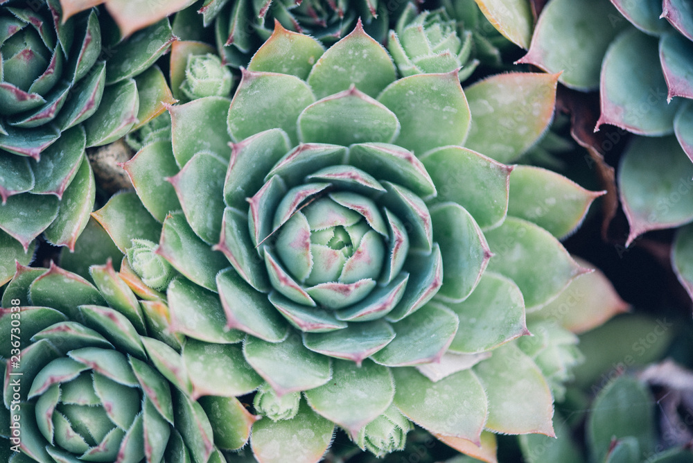 Sempervivum tectorum,Common Houseleek, - perennial plant growing in flower pot. Sempervivum in nature, great healthy plant Sempervivum tectorum,Common Houseleek, - perennial plant growing in flower pot. Sempervivum in nature, great healthy plant