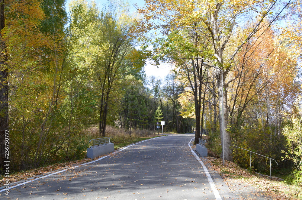 Fototapeta premium road in forest