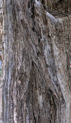 Part of the trunk of an old olive tree with bark covered with a pattern of cracks photo