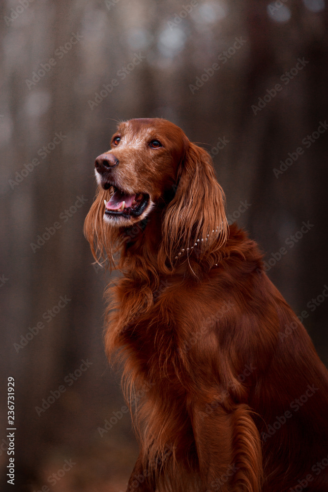 Beautiful Irish Setter in the autumn forest