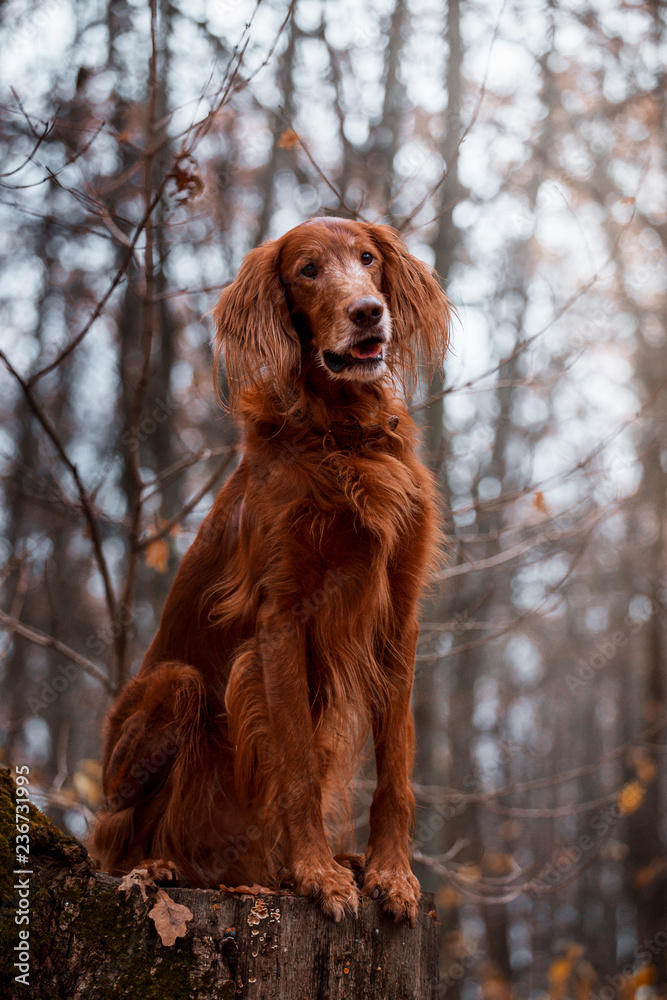 Beautiful Irish Setter in the autumn forest Beautiful Irish Setter in the autumn forest