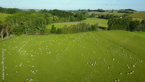 Aerial view of sheep grazing on green meadow in summer of South Island, New Zealand. Livestock farm. 4K video taken from drone.