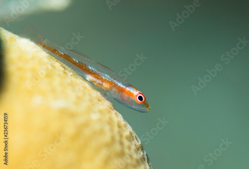 Striped Triplefin sitting on a hard coral photo