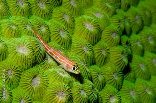 Striped Triplefin sitting on a green hard coral photo