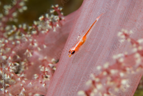 Pygmy Goby sitting on a soft coral photo