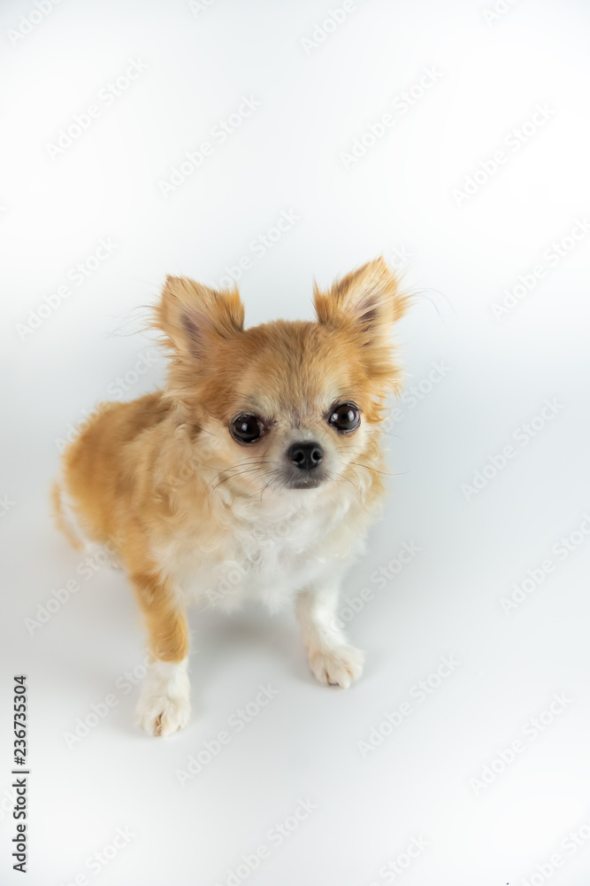 Studio shot of a Chihuahua isolated over white background