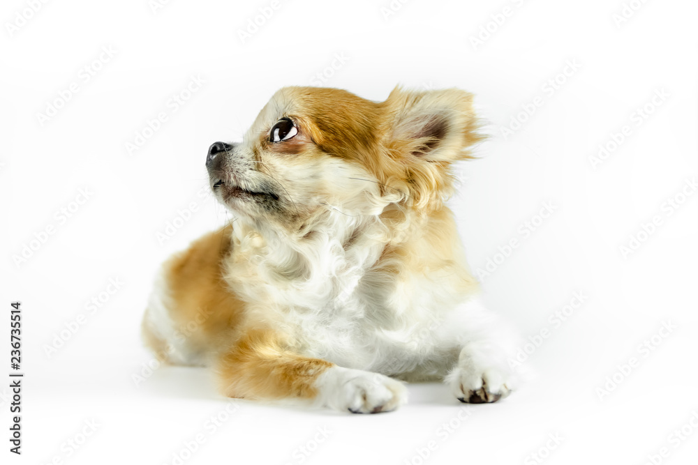 Studio shot of a Chihuahua isolated over white background Studio shot of a Chihuahua isolated over white background