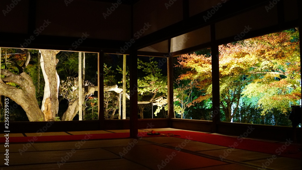 Fototapeta premium 宝泉院の秋のライトアップ