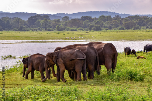 Elefanten im Udawalawe Nationalpark auf Sri Lanka photo